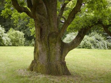 Dub letní - Quercus robur Fastigiata