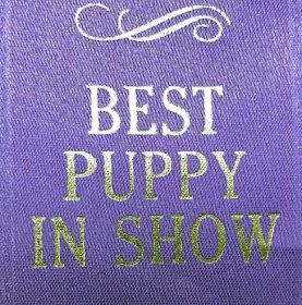 How to pick a Biewer Terrier Show Puppy - Rocky Mountain Biewer Terriers