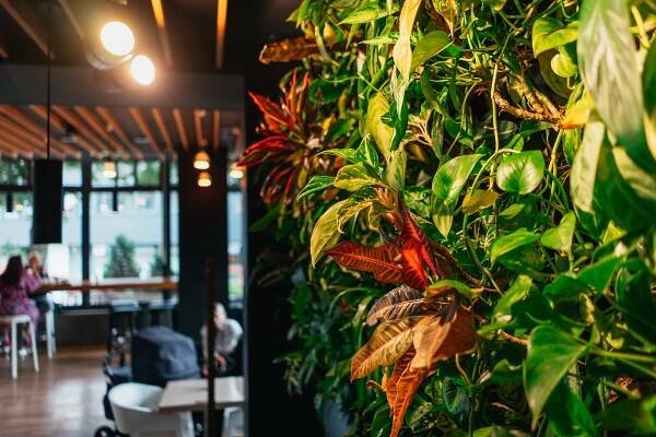 Deli Most / Lagarto Café