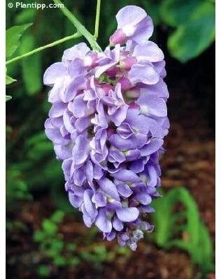 vistárie křovitá (v.americká) 'AMETHYST FALLS' (PBR) (Wisteria frutescens)