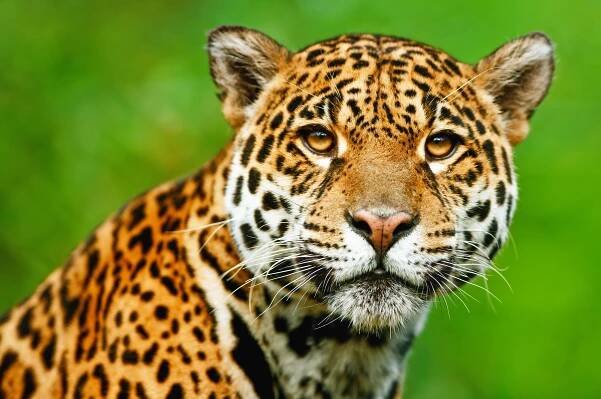 Portrét leoparda v jeho přirozeném prostředí v deltě Okavango. — Stock obrázek