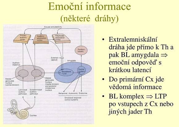 PPT - Korové funkce = psychofyziologie ??? PowerPoint Presentation, free download - ID:905733