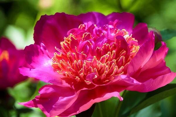 Paeonia officinalis: vlastnosti, výhody, léčivé využití a zajímavá fakta