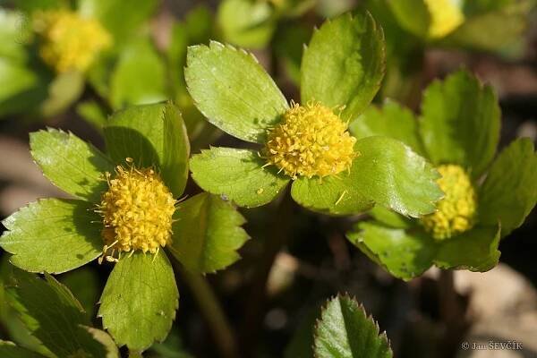 Hacquetia epipactis - hvězdnatec zubatý