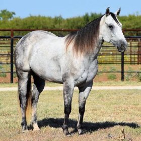sold horses - Boyd Ranch, LLC | Commercial Cattle, Ranch & Cow Horses ...