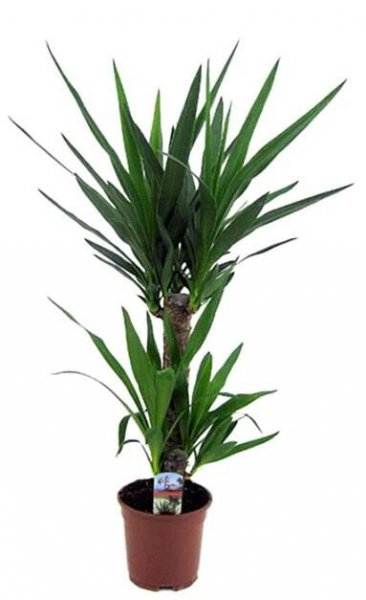 Yucca zelená K17. EAN: 8716982239827