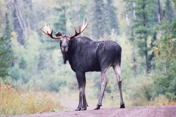 Ed DuRose Mammal Photos 