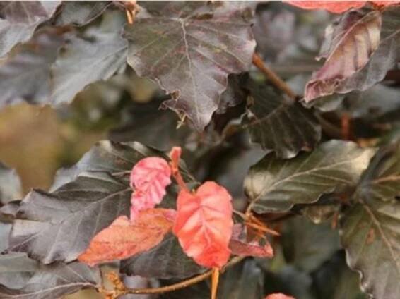 Buk lesní 'Atropurpurea' - Zahradnictví Spomyšl