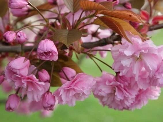 Sakura - skladem, růžové květenství