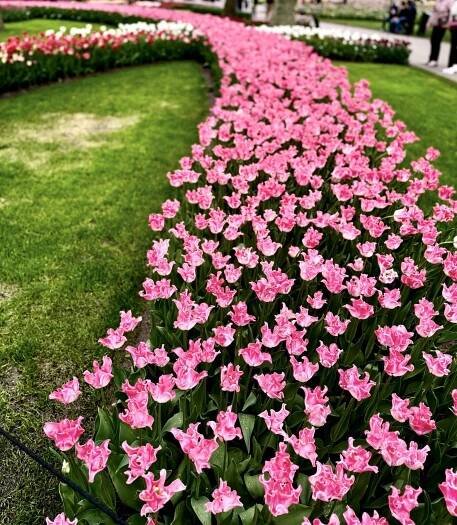 winding bed of pink tulips