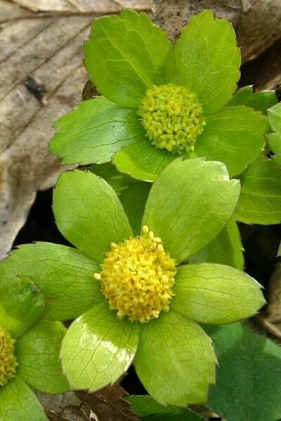 Hvězdnatec zubatý (Hacquetia epipactis)