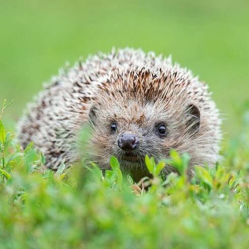 Hedgehogs Are a Source of Drug-Resistant Bacteria, Study Finds