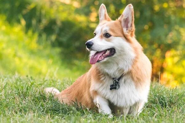 Welsh Corgi Pembroke, milý společník – Alíkoviny – Alík.cz