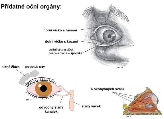 PPT - Smyslové orgány 1 PowerPoint Presentation, free download - ID:3373973