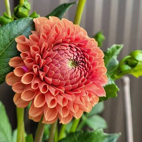 Orange dahlias — Dahlia Shop — Little Dog Flower Farm