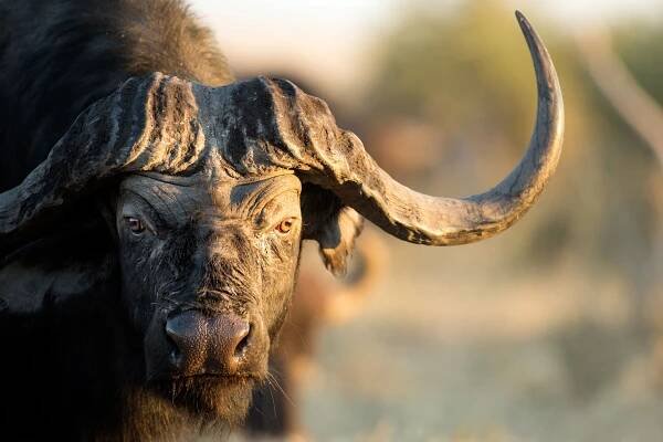 3-Day Safaris