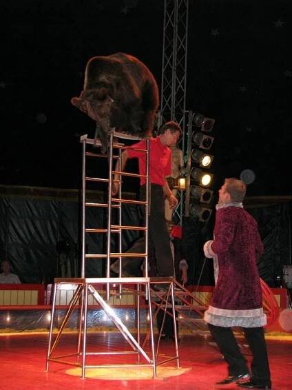 Umělci z Berouskovy rodiny předvádějí velkolepou show