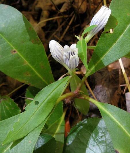 Gentiana decora