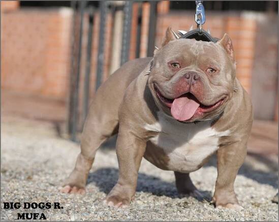 MUFA – American-Bully.ro – Bully Romania big dogs caini
