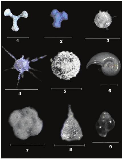 Fig. 4. Description of radiolarians and pteropods (scale bar =200 um): 1. Dictvocoryne profunda (Ehrenberg) 2. Dictyocoryne sp. 3. Actinomma leptodermum (Jorgensen) 4. cf. Spongosphaera streptacantha (Hollande and Enjumet) 5. Actinomma antarcticum (Haeckel) 6. Limacina inflata 7. Spongaster tetras  tetras (Ehrenberg) 8. Lamprocyrtis hannai (Campbell and Clark) 9. Limacina trochiformis. 