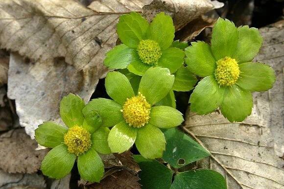 Hvězdnatec zubatý (Hacquetia epipactis)