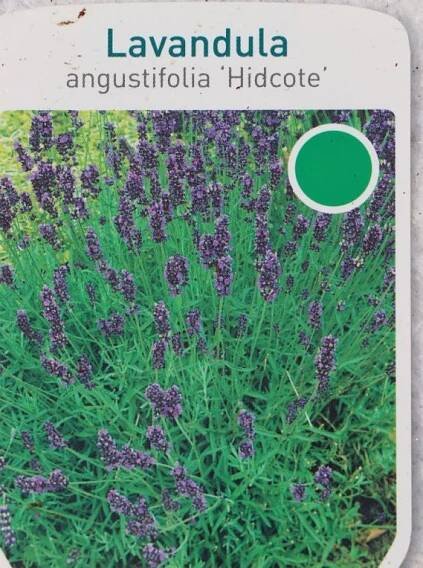 Levandule  'Hidcote' Nelen pro zelen Lavandula angustifolia 'Hidcote' květ
