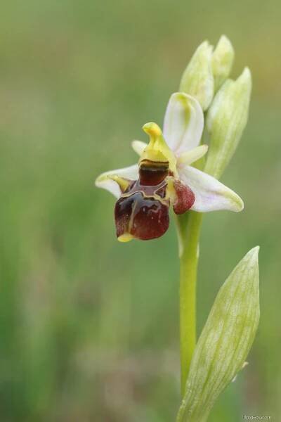 Tořič čmelákovitý Holubyho (Ophrys holoserica subsp holubyana)