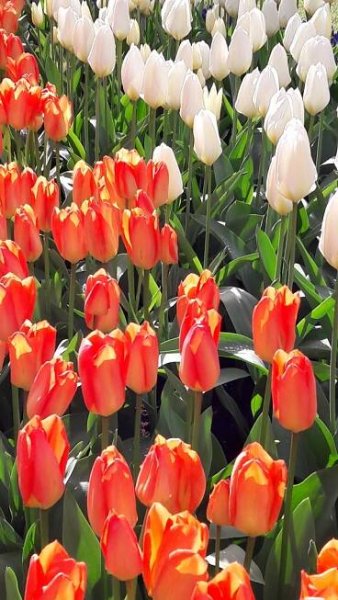 Karavanem za tulipány – Keukenhof 2025 – Silver On The Road