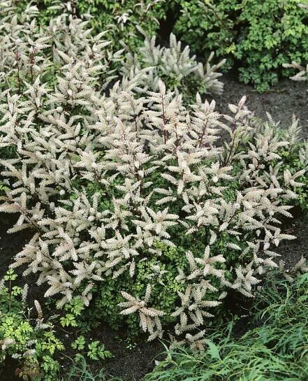 Aruncus aethusifolius , Udatna bílá, K9