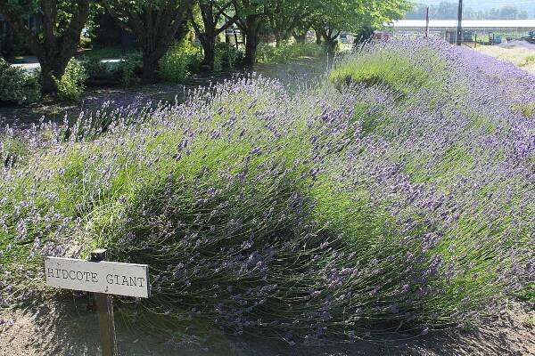 Levandule 'Hidcote': jak pečovat o tento kultivar?