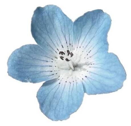 Flor Azul