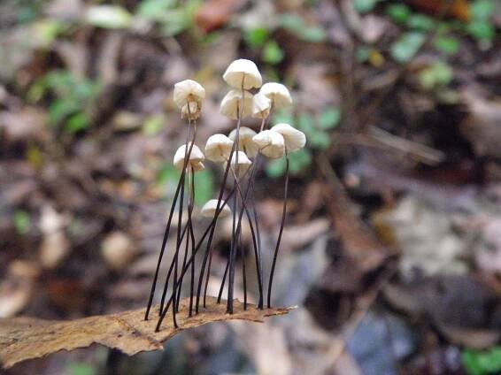Marasmius capillaris