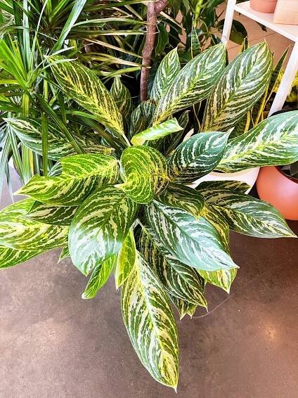 Aglaonema Golden Madonna