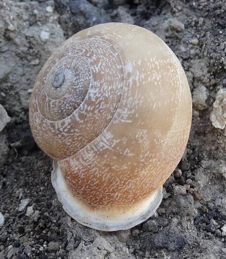 Obrázek - Helicidae (hlemýžďovití) | BioLib.cz