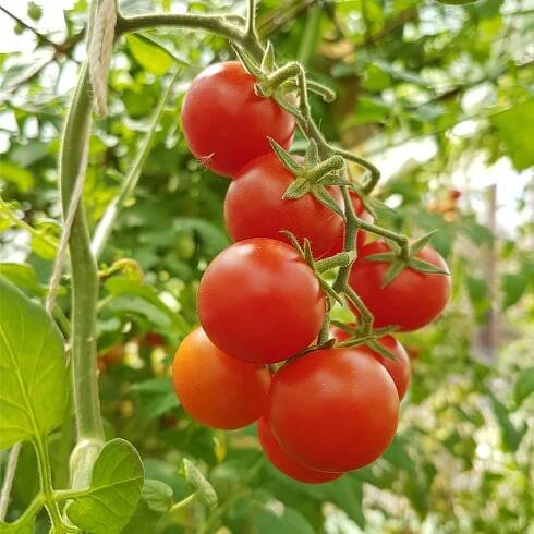 Rajče Resibella – Solanum lycopersicum – prodej semen rajčat