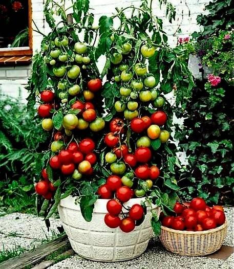 Balkonzauber Tomato Seeds (Balcony Charm) - Cena: €1.95