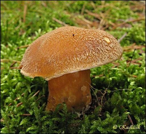 Hřib strakoš - Suillus variegatus