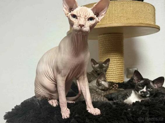 Koťátka kanadský sphynx s PP