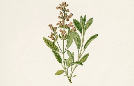 Šalvěj lékařská (Salvia oficinalis) - Herbalista.cz