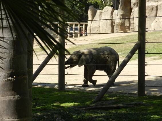 San Diego Animal Park