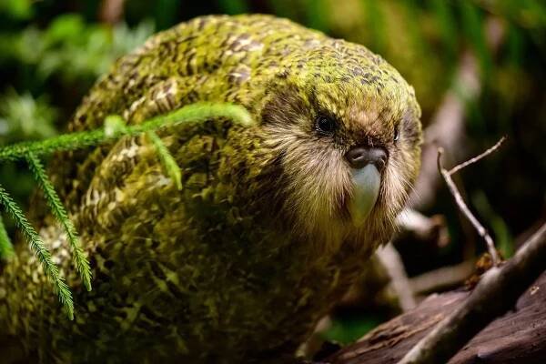 El kakapo un curioso loro gigante