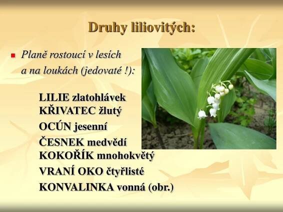 PPT - Vybrané čeledi jednoděložných rostlin I. PowerPoint Presentation - ID:5749323