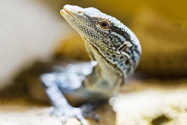 varan smaragdový, Takydromus smaragdinus