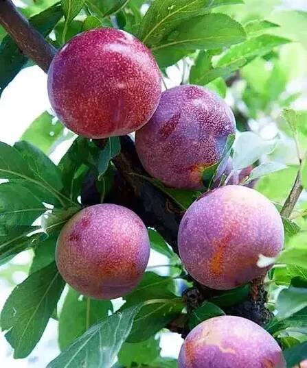 Švestkomeruňka Pluot® 'Flavor Candy'®