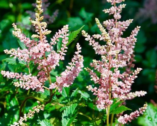 Astilbe arendsii  'Hyacinth'