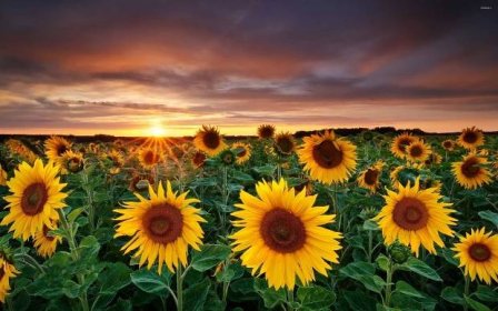10 Excellent spring sunflower desktop wallpaper You Can Download It ...