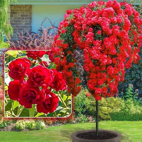 Stromková růže "Scarlet"