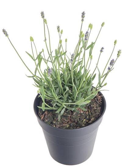 Levandule lekařská, Lavandula angustifolia Hidcote, skladem | ZAZUMi.cz