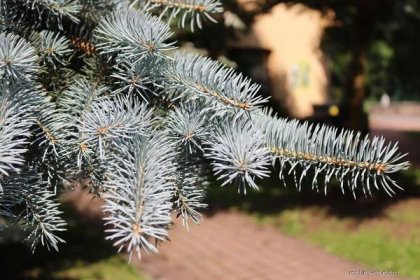 Smrk pichlavý Argentea (Picea pungens), jehlice