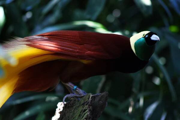 Greater bird-of-paradise - Wikipedia